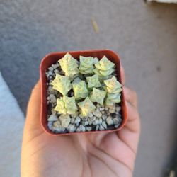 Variagated Tom Thumb Crassula 