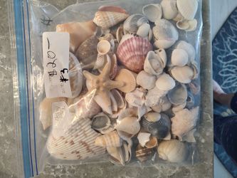 Bag #3 of mixed shells of all different kinds, sizes, shapes, and colors and material.