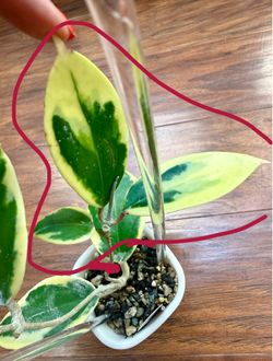 Hoya Illagiorum Albo (Outer Variegted)