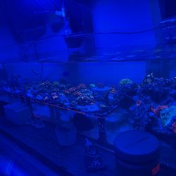 Saltwater Frag Ornaments 