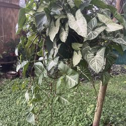 Beautiful Syngonium Battix