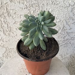 6 Inch Pot Rare Hybrid Succulent Plant - Cremeria Expatriata Crest Crested - Rooted & Established Plant - Drought Resistant - 🪴