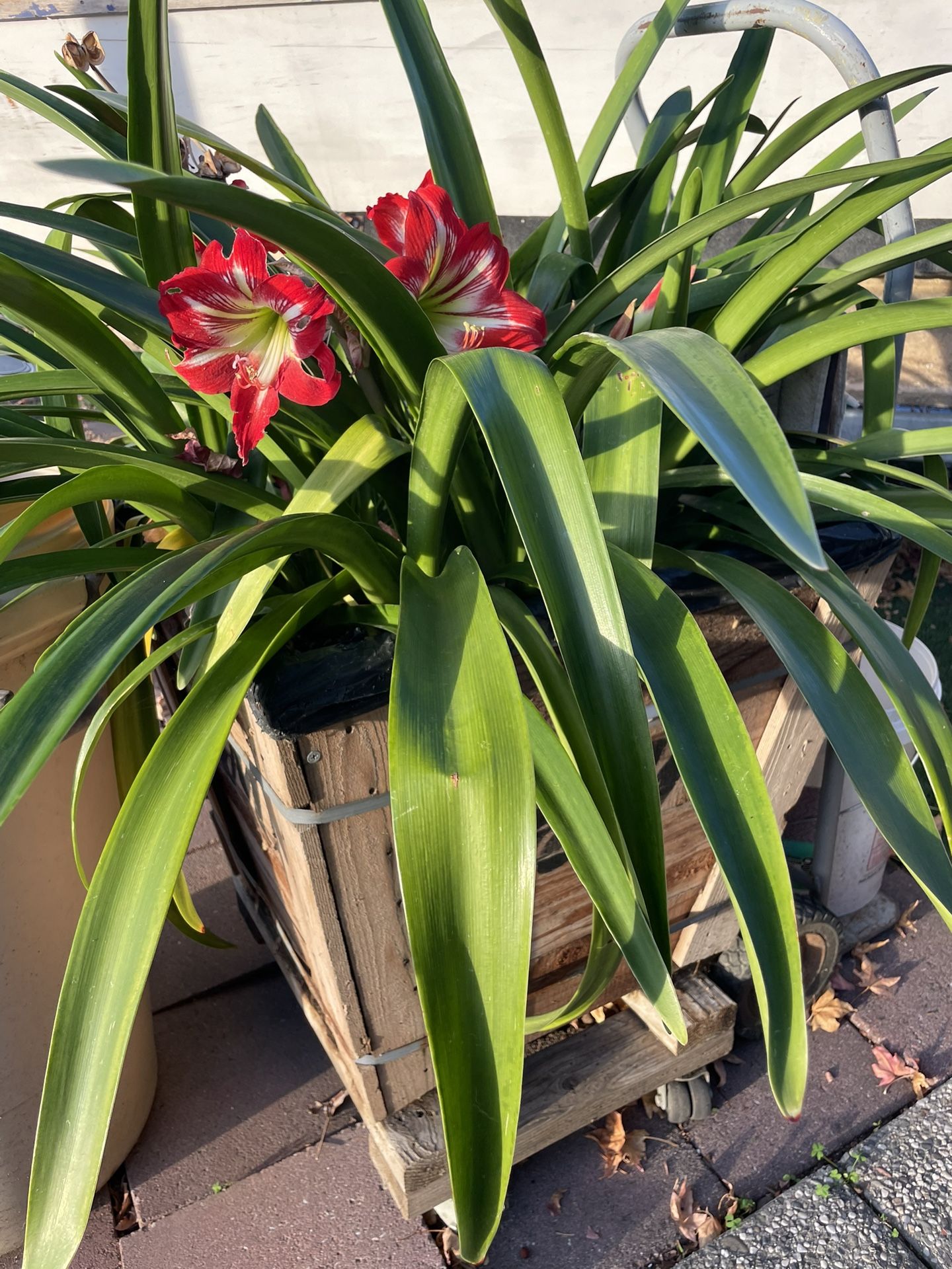 Amaryllis Plants