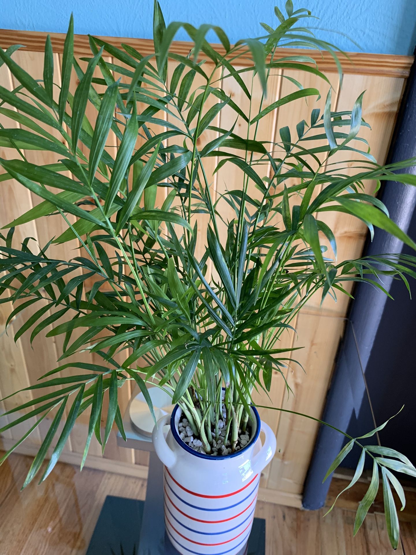 Healthy ParlorPalm 15” tall (plant)