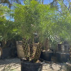 Pigmy Palms