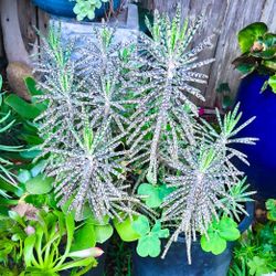 Kalanchoe "Mother of Millions" Succulent