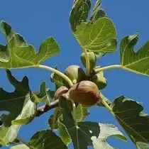 Brown Turkey Fig dwarf Plant 2 ft ready with fruits 