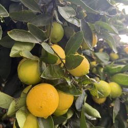 Organic Mexican Lemons (Key Limes)