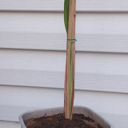 Lemon 🍋 Grass Plants 