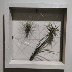 Air Plant Display