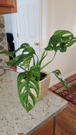 AMERICAN PLANT EXCHANGE Monstera Adansonii Swiss Cheese Live Plant,