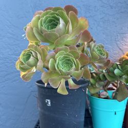 Beautiful Succulents 