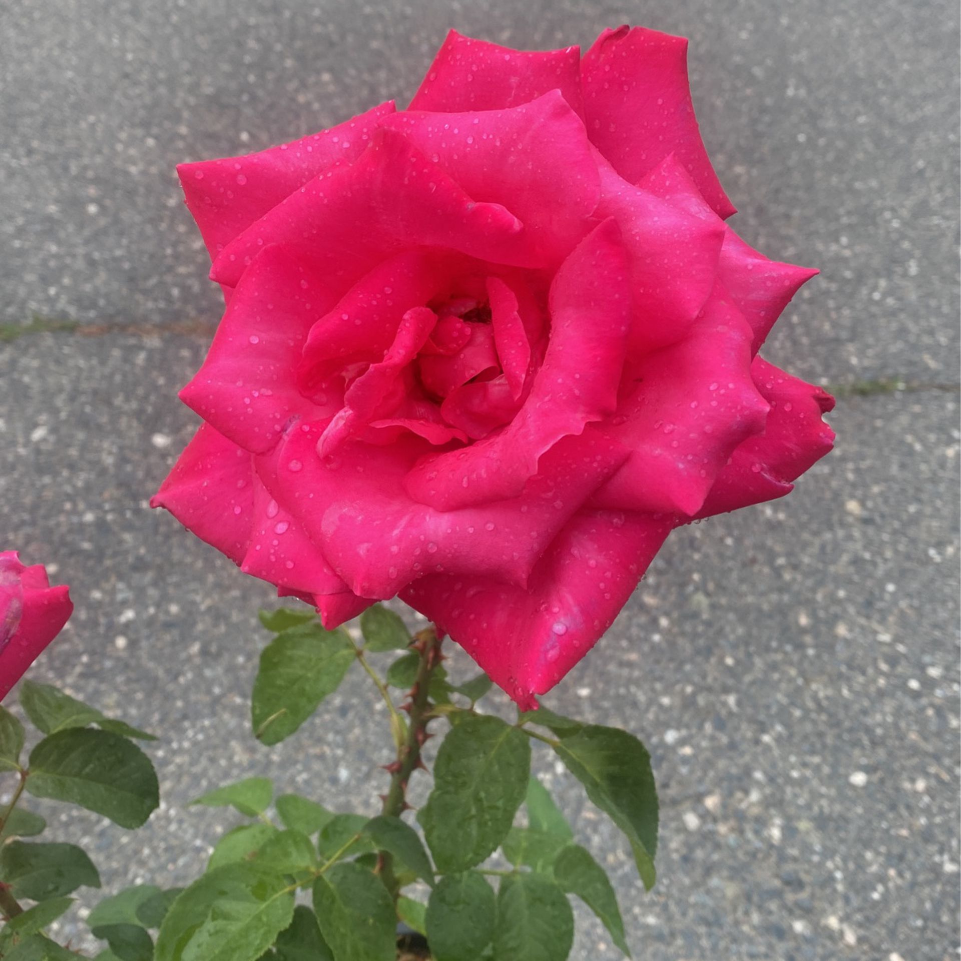 Hot Pink Rose 🌹 