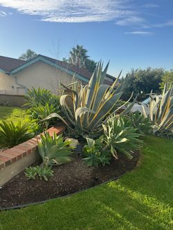 Eucalyptus and other miscellaneous plants