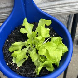 Grand Rapids Lettuce Starts