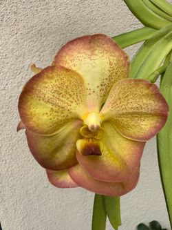 Vanda orchid in bloom / spike