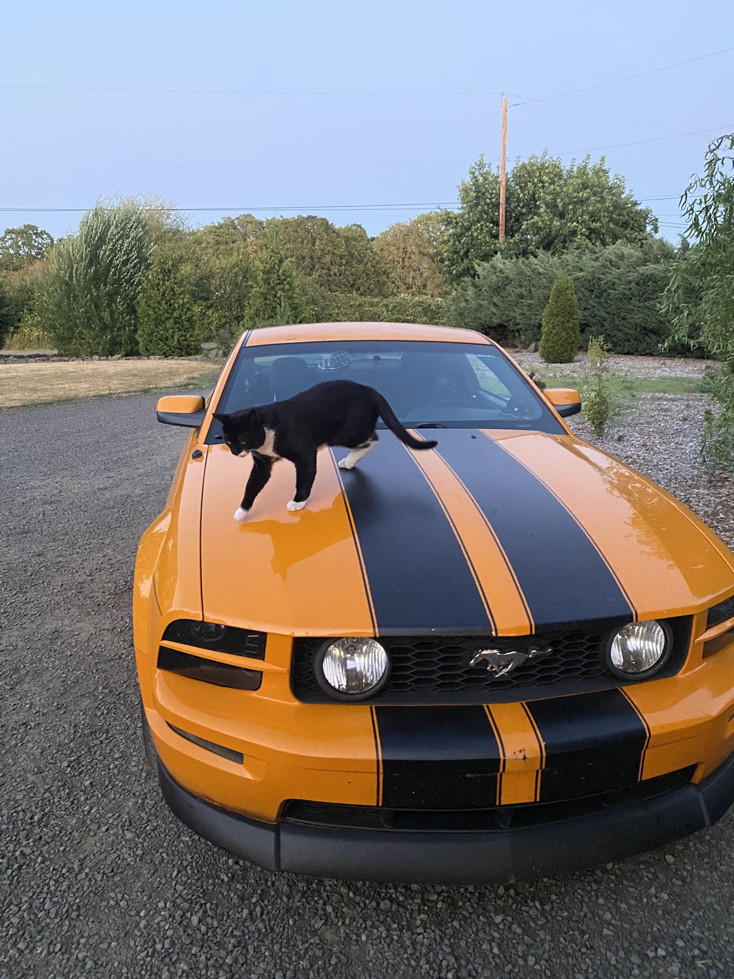 2009 Ford Mustang