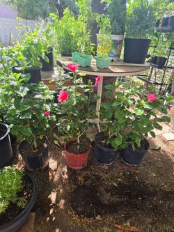 Pink hibiscus plants