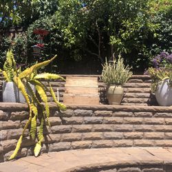 Large Cactus Plants With Ceramic Pots