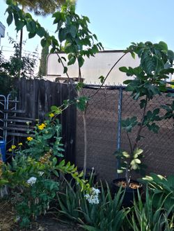 White Mulberry Tree