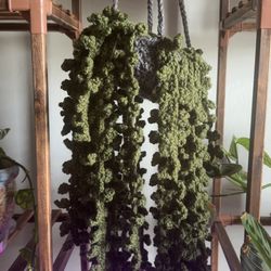 Crochet Plant