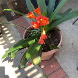 Amorilal Flowers In Pot Decorative Green Plant 