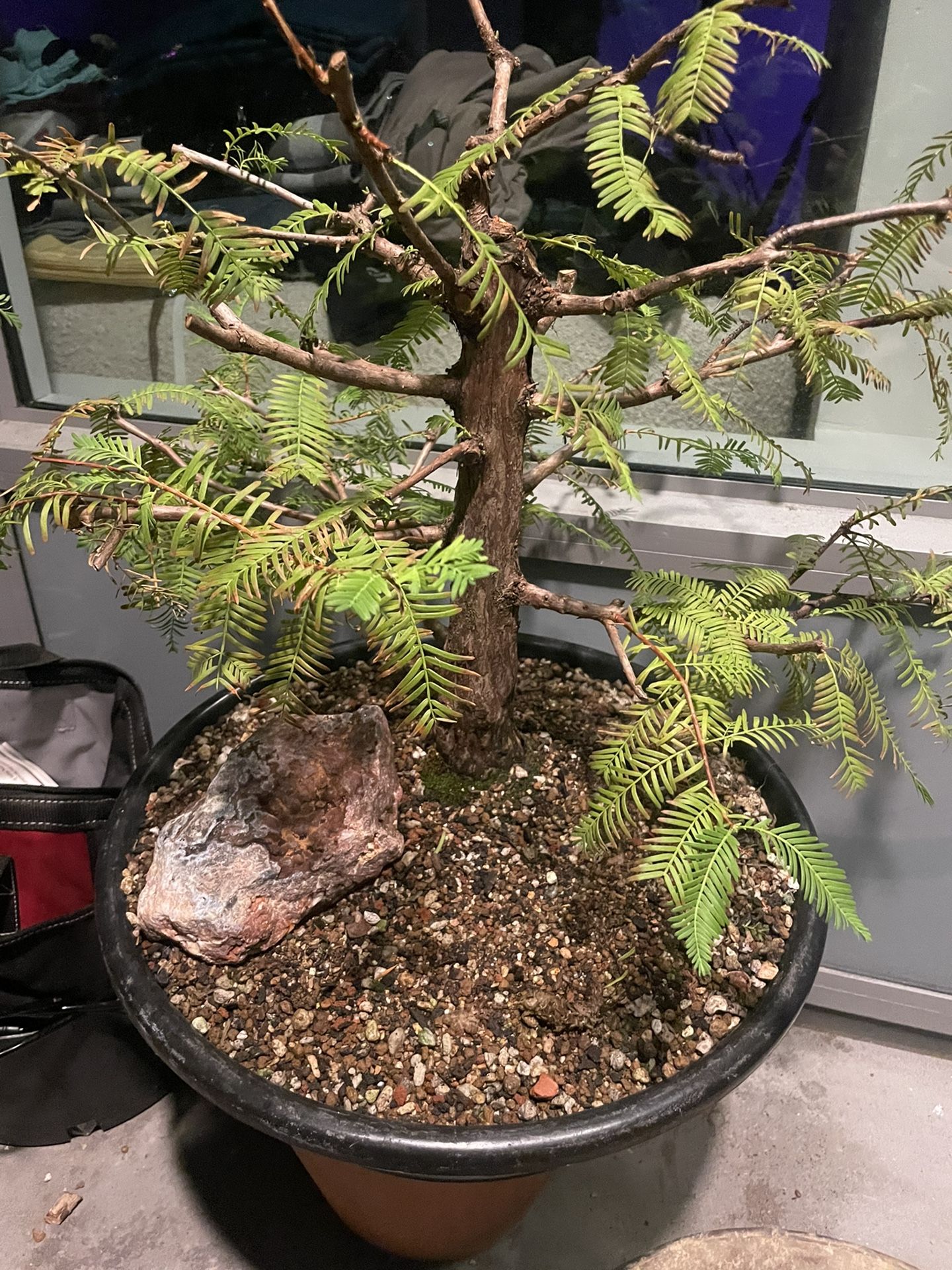 Rare XL Redwood Dawn Bonsai