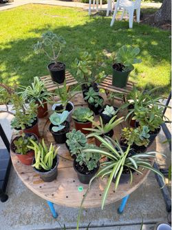 $3 Succulents & Spider Plants