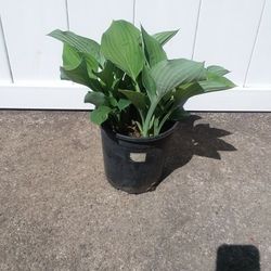 Hosta Plant