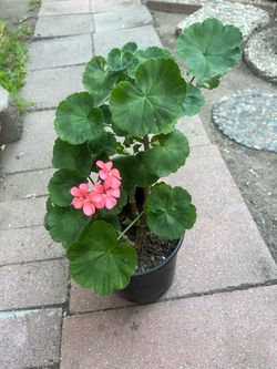 Geranios Plants