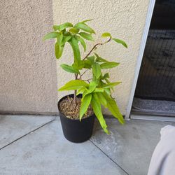 Black Pearl Wax Jambu