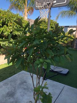 Guava tree