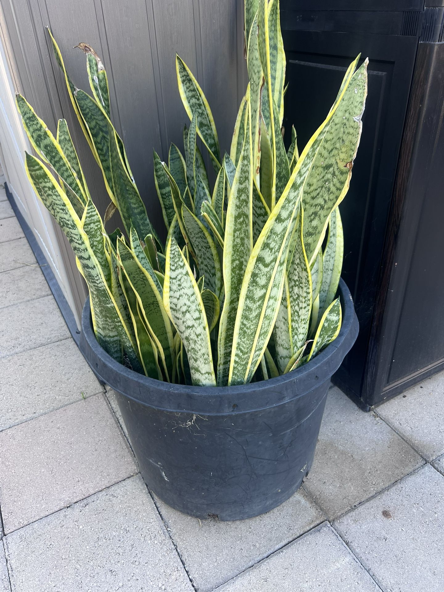 2 Large Plastic Pot Plants 🪴 