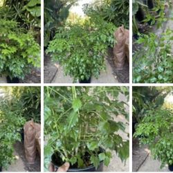 3ft (7-8 plant the pot) China Doll, super healthy indoor plant, 95820