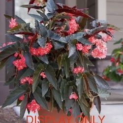 Plant Flower Angel Wings Begonia