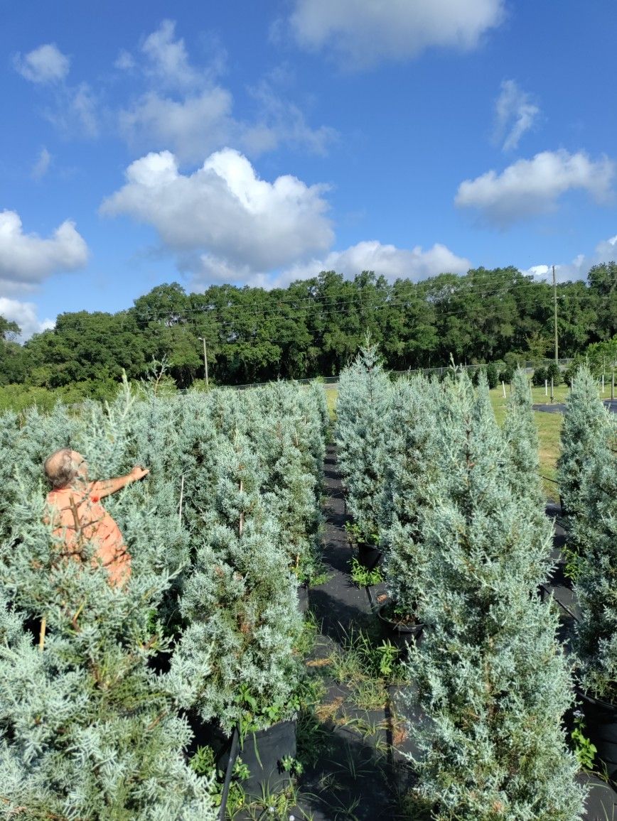 Arizona Cypress (Carolina Blue Ice)