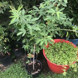Avocado, Pigeon Peas, 