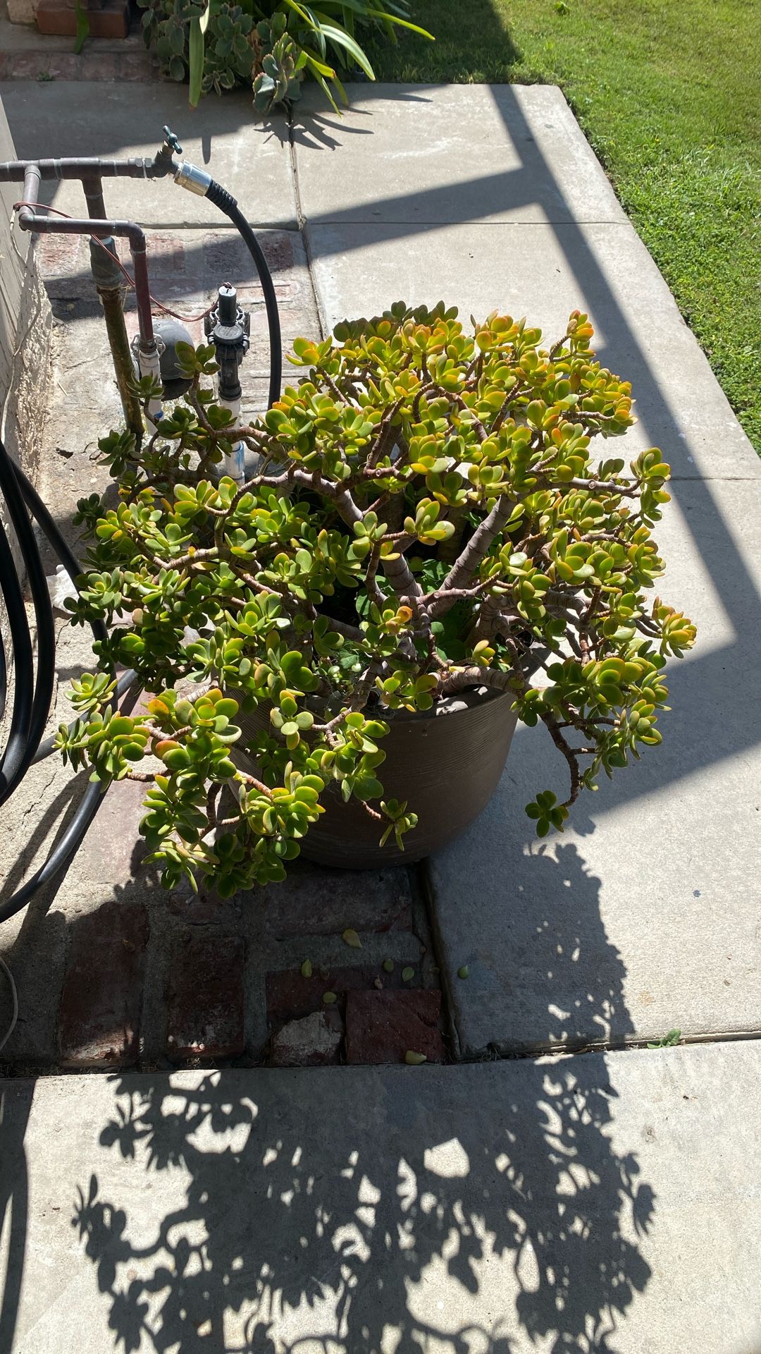 Large Succulent 