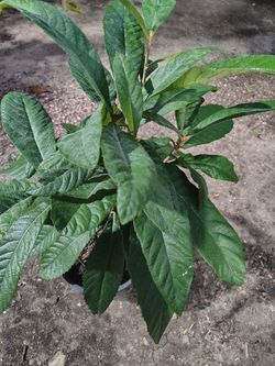 Loquat tree, níspero ( ciruela japonesa )