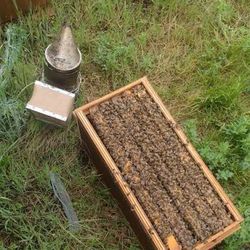 Nucs bees