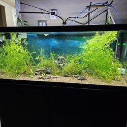 75 Gallon Tank And Stand