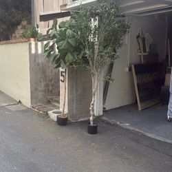 Olive tree and Fiddle leaf Tree