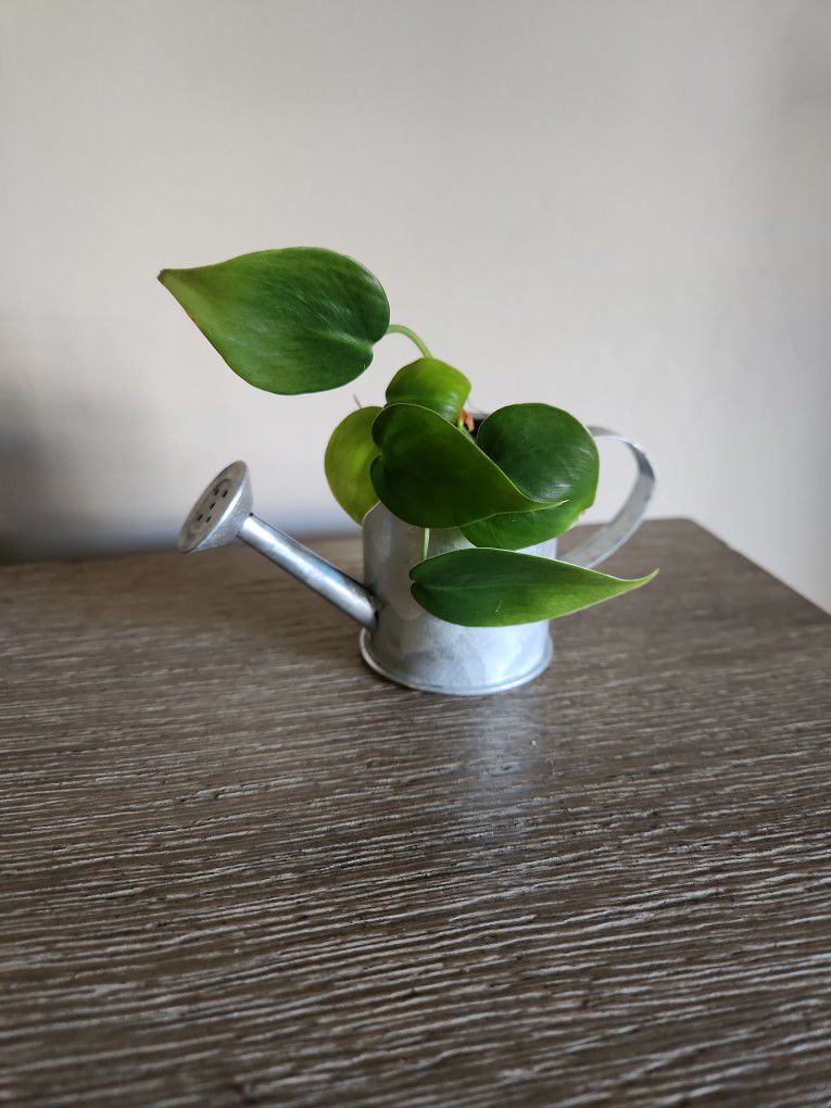 Plant In Decorative Pot