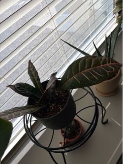 Plant