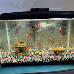 10 Gallon Fish Tank