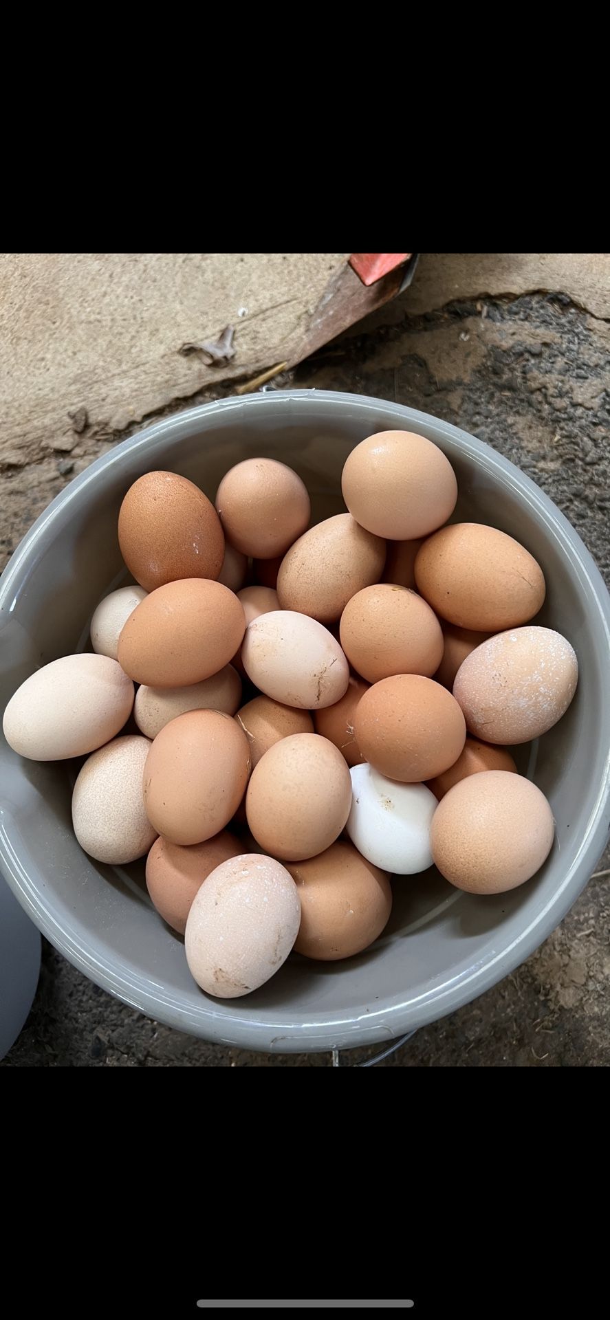 Authentic Fresh Farm Eggs 1 Dozen