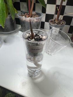 Alocasia Silver Dragon Pup