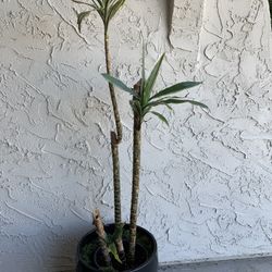 Bamboo Plant And Pot