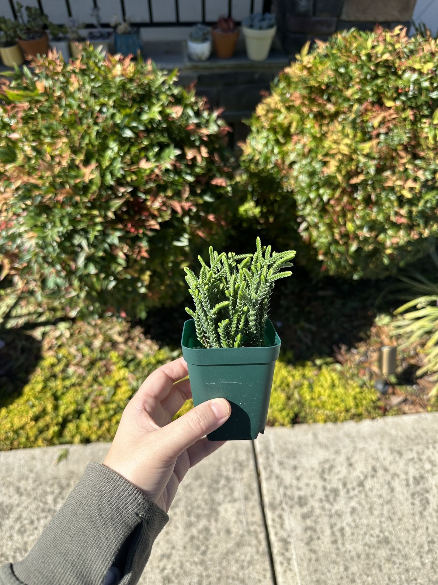 Succulent 3 Inches Container Watch Chains Live Plant