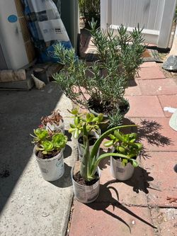 FREE SMALL PLANTS!